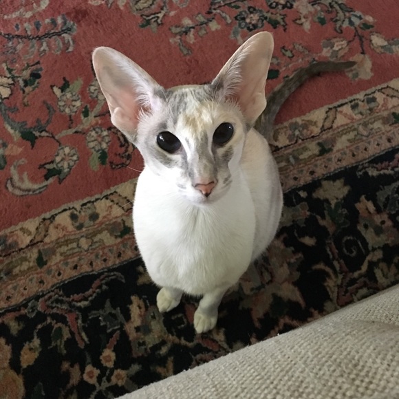 Pet hair possible 😍🐶🐱❤️ - Picture 4 of 8